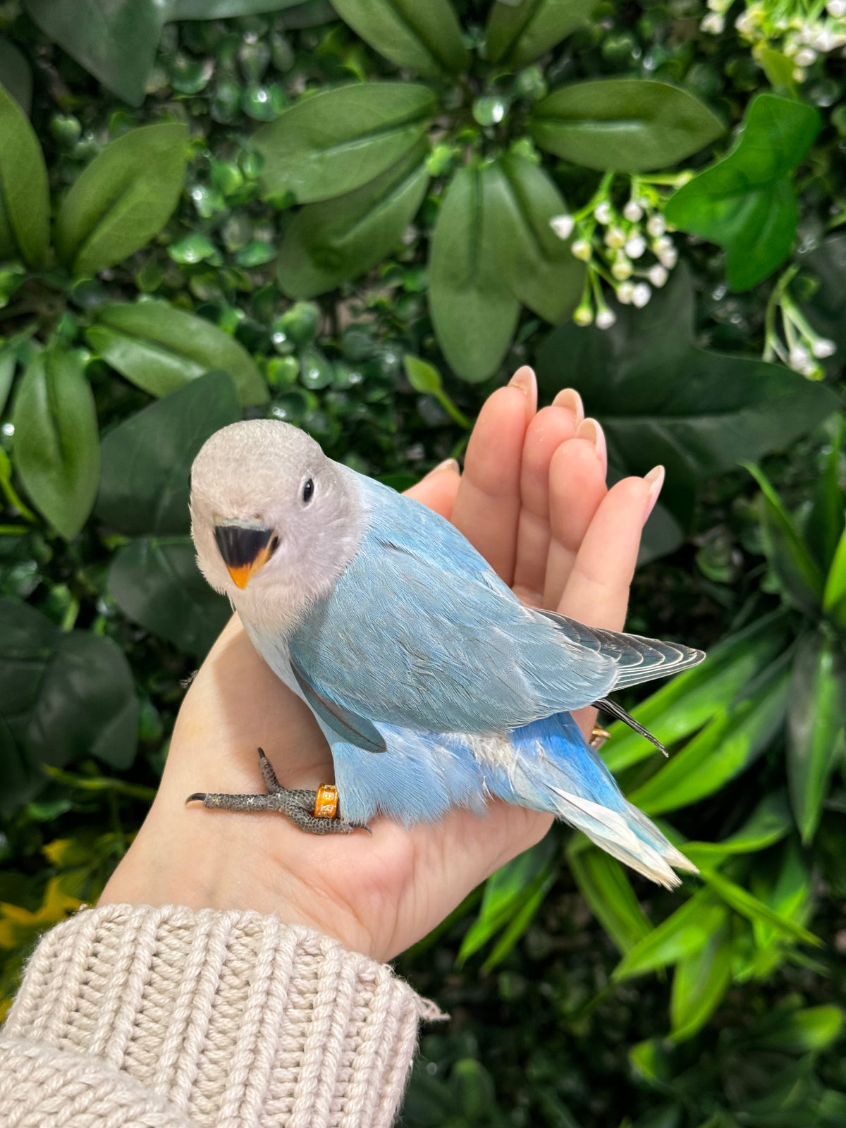 Lovebird ID: Orange A6537
