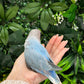 Lovebird ID: Orange A6537