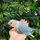 Lovebird ID: Orange A6537