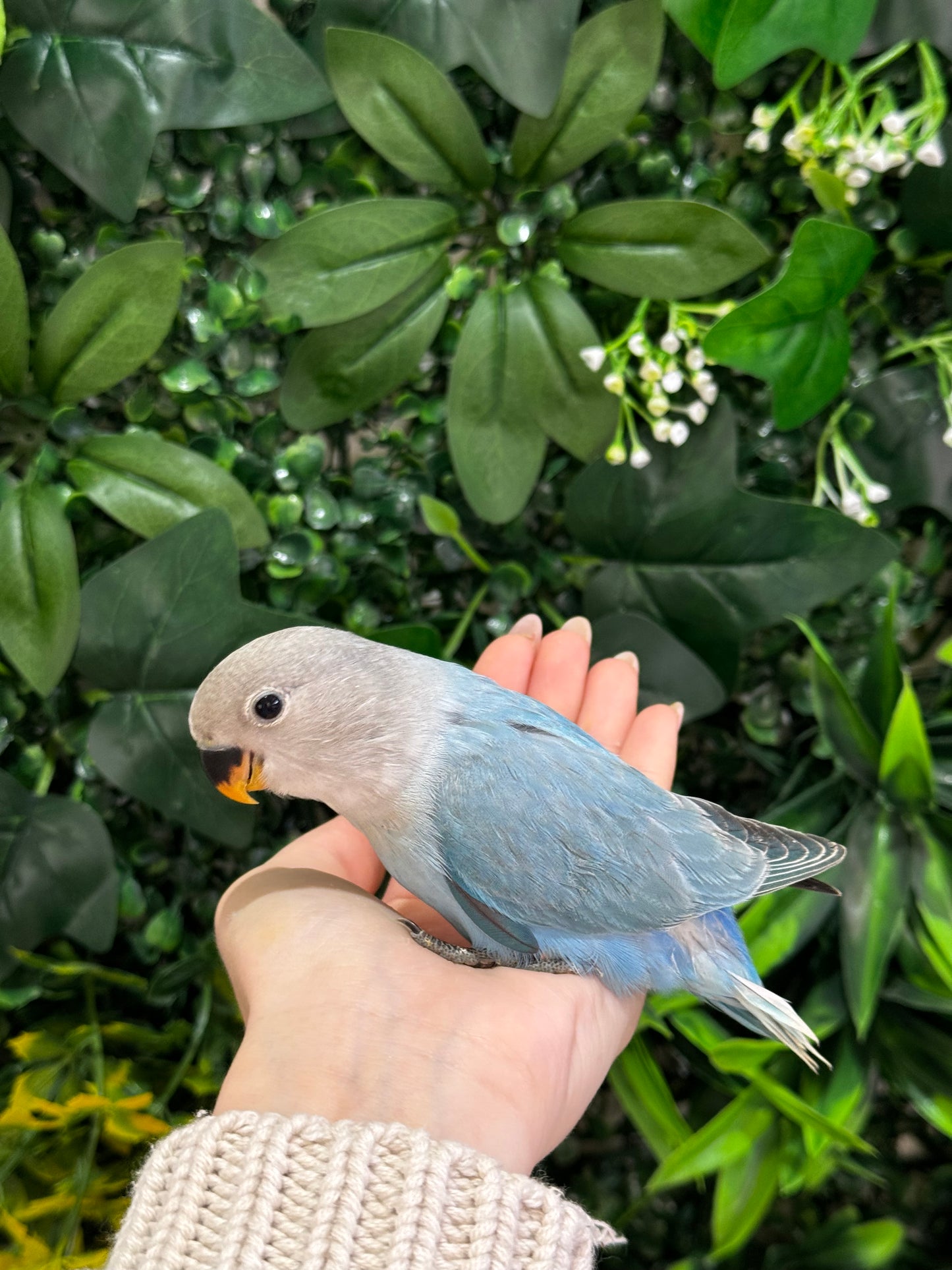 Lovebird ID: Orange A6537