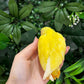 Lovebird ID: Black A6548