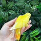 Lovebird ID: Black A6548