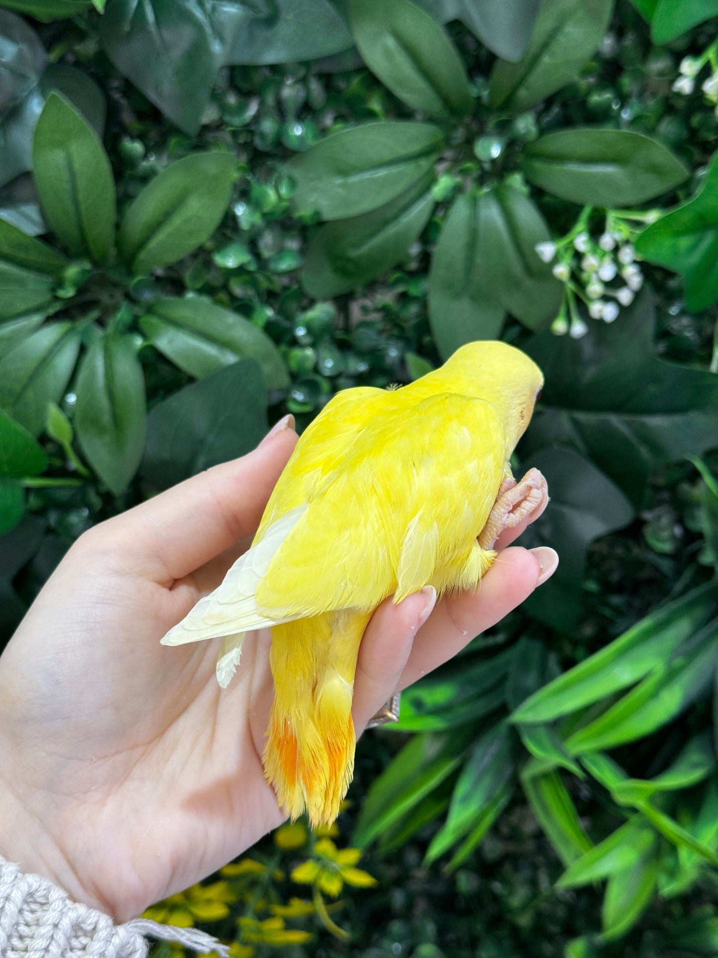 Lovebird ID: Black A6548