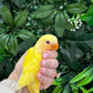 Lovebird ID: Black A6548