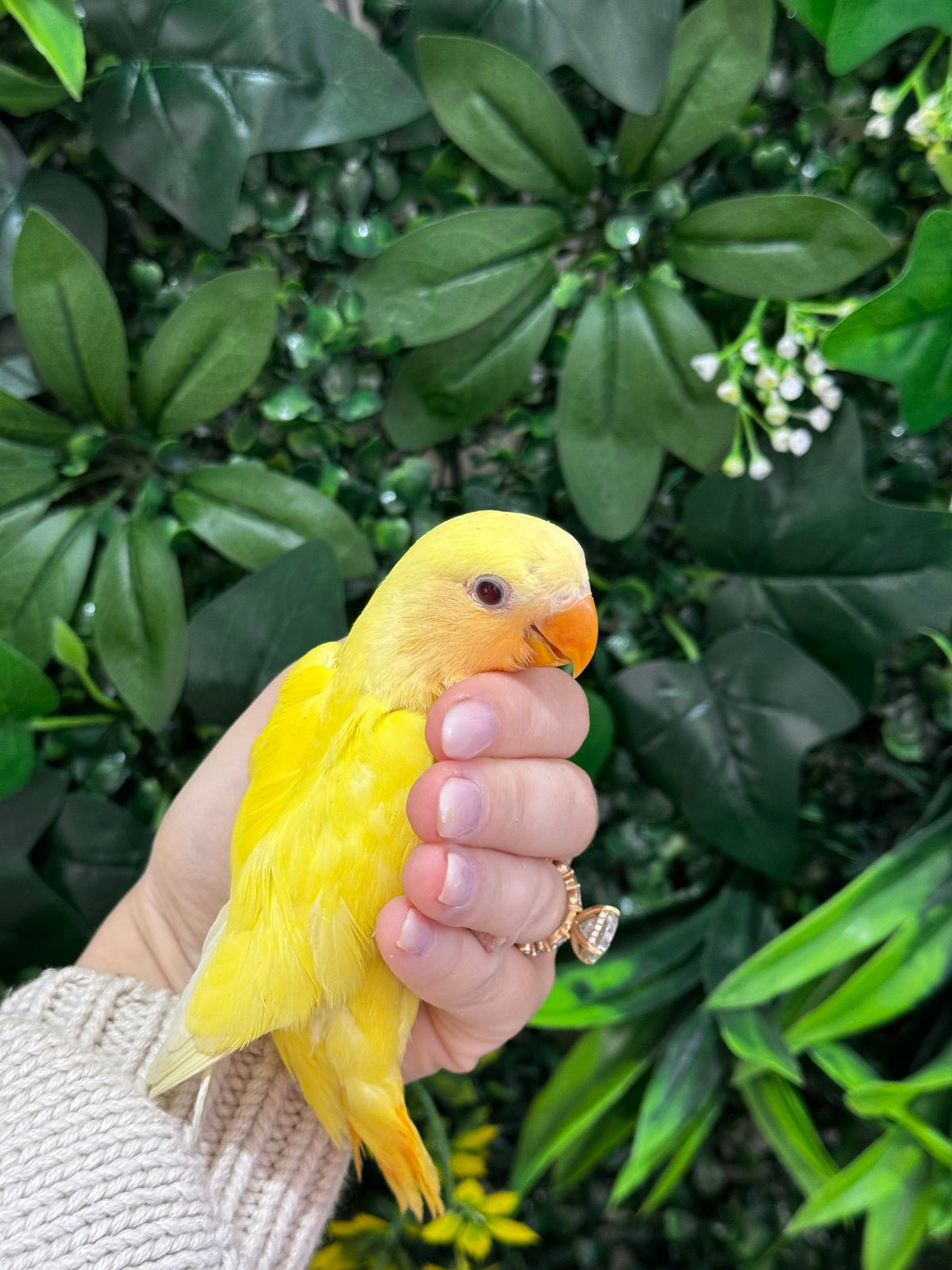 Lovebird ID: Black A6548
