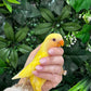 Lovebird ID: Black A6548