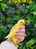 Lovebird ID: Black A6548