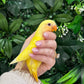 Lovebird ID: Black A6548