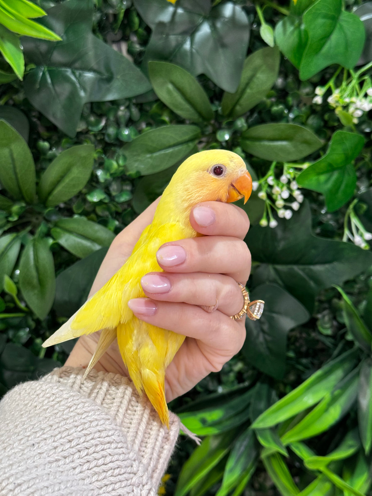 Lovebird ID: Black A6548
