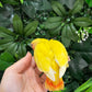 Lovebird ID: Green S7107