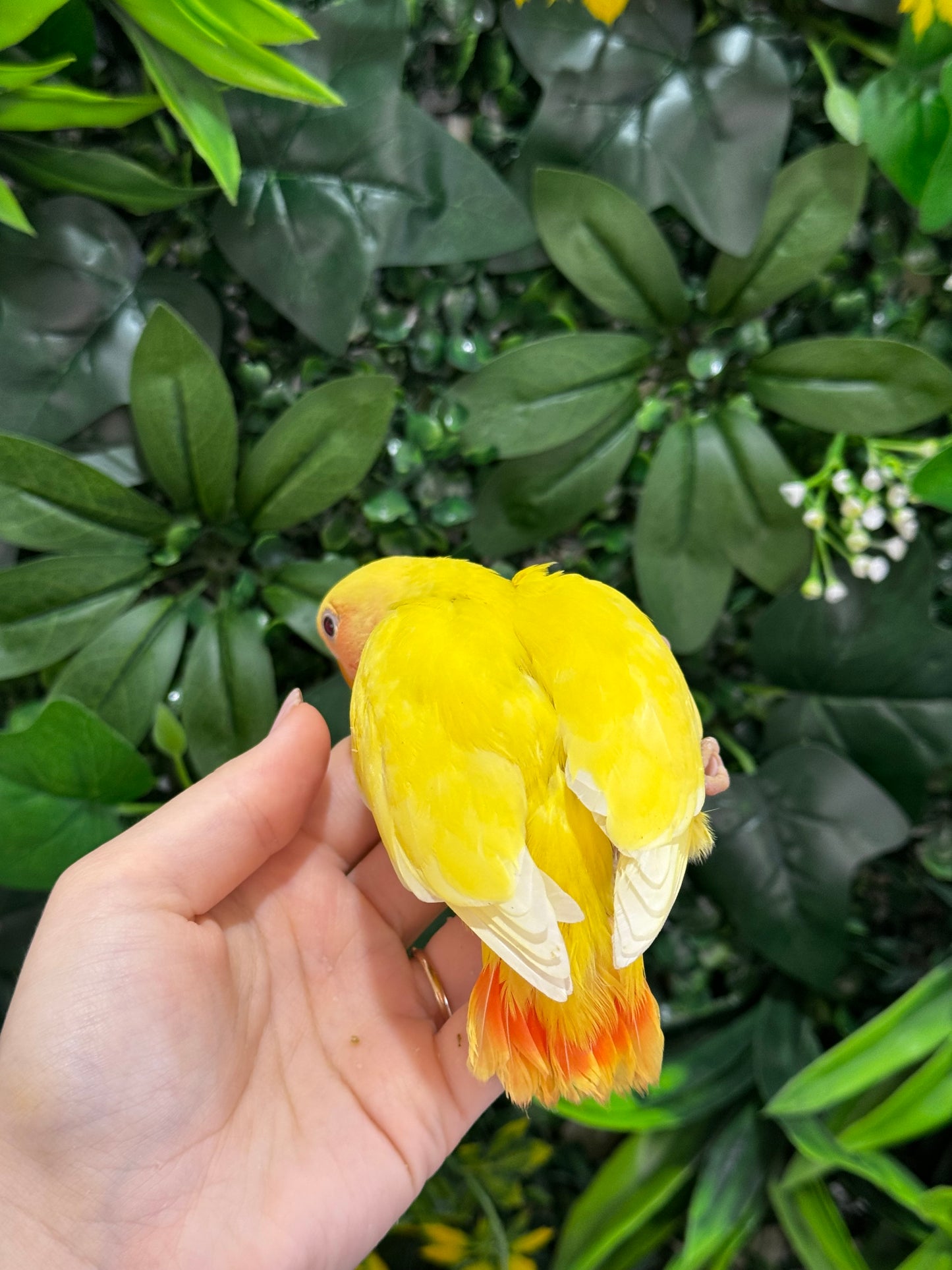 Lovebird ID: Green S7107