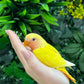 Lovebird ID: Green S7107