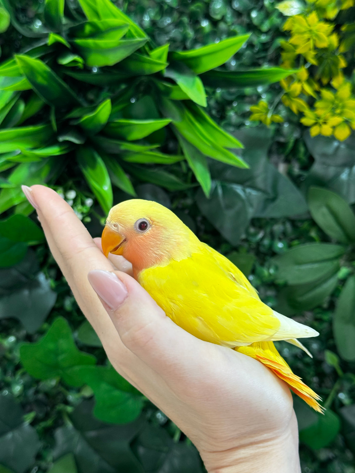 Lovebird ID: Green S7107