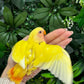 Lovebird ID: Green S7107