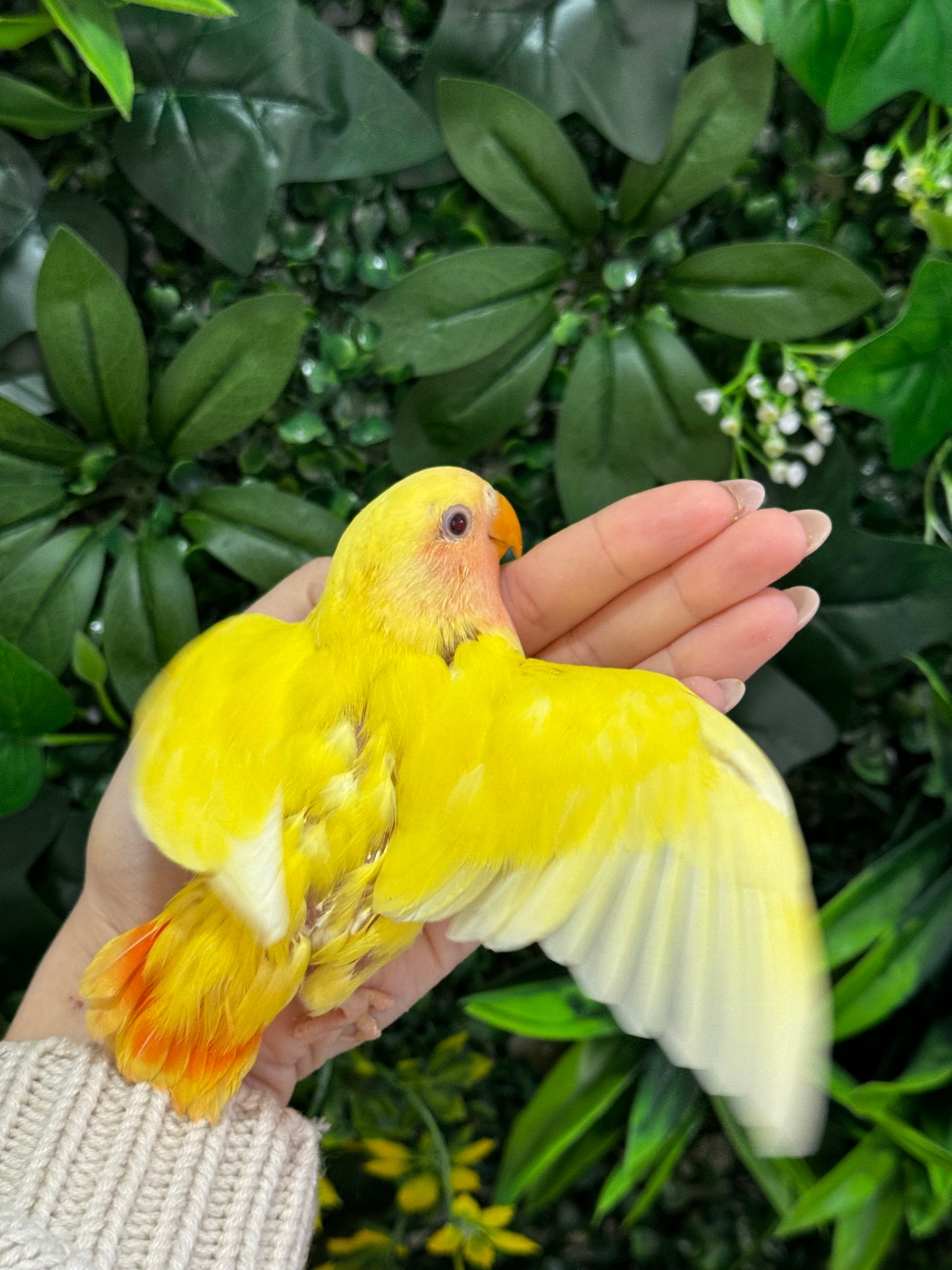 Lovebird ID: Green S7107