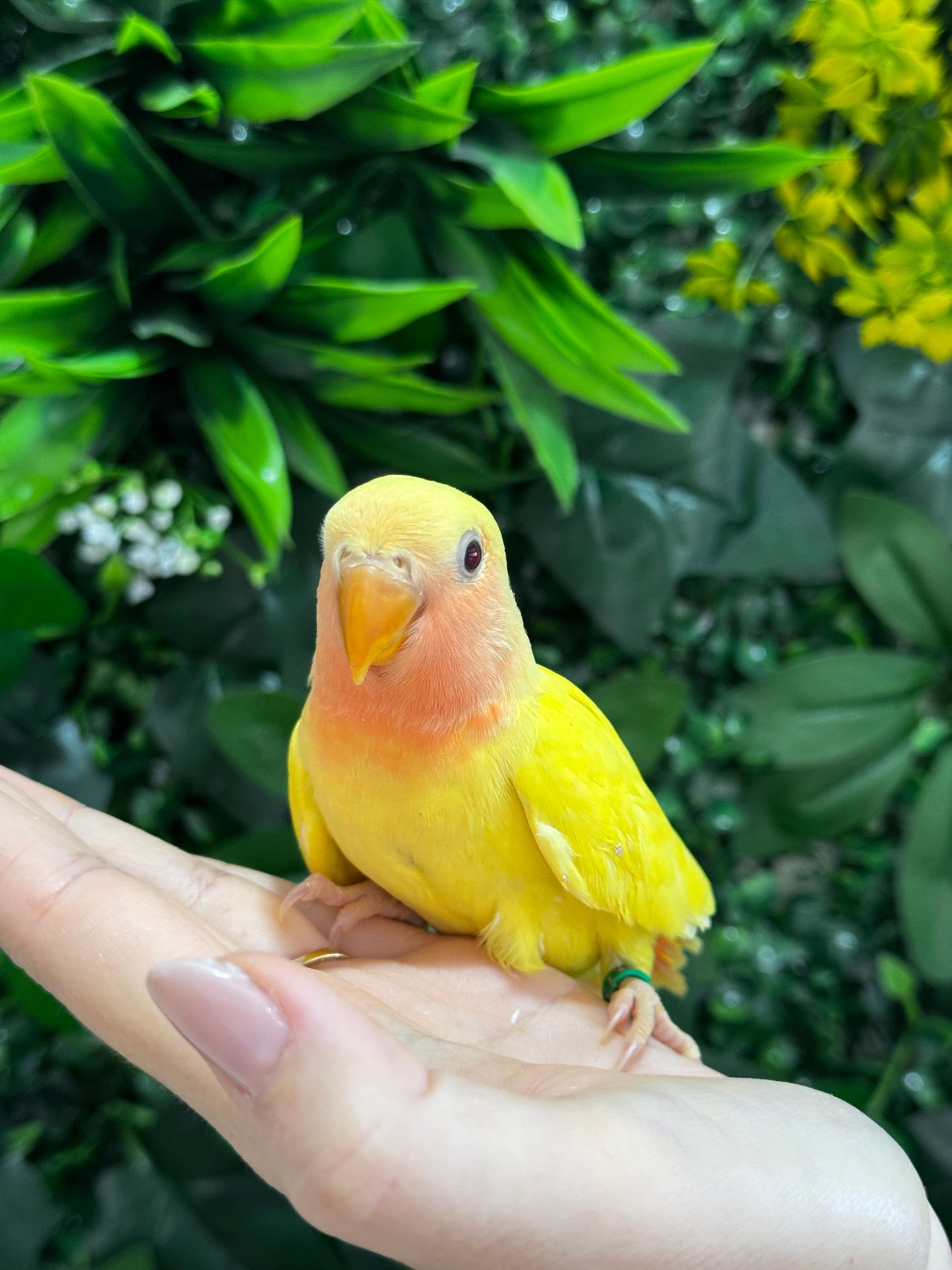 Lovebird ID: Green S7107