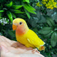 Lovebird ID: Green S7107