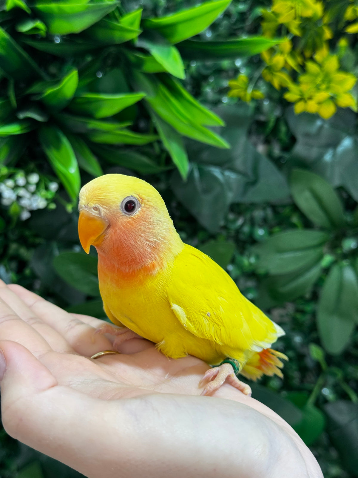 Lovebird ID: Green S7107