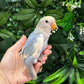 Lovebird ID: Green U1542