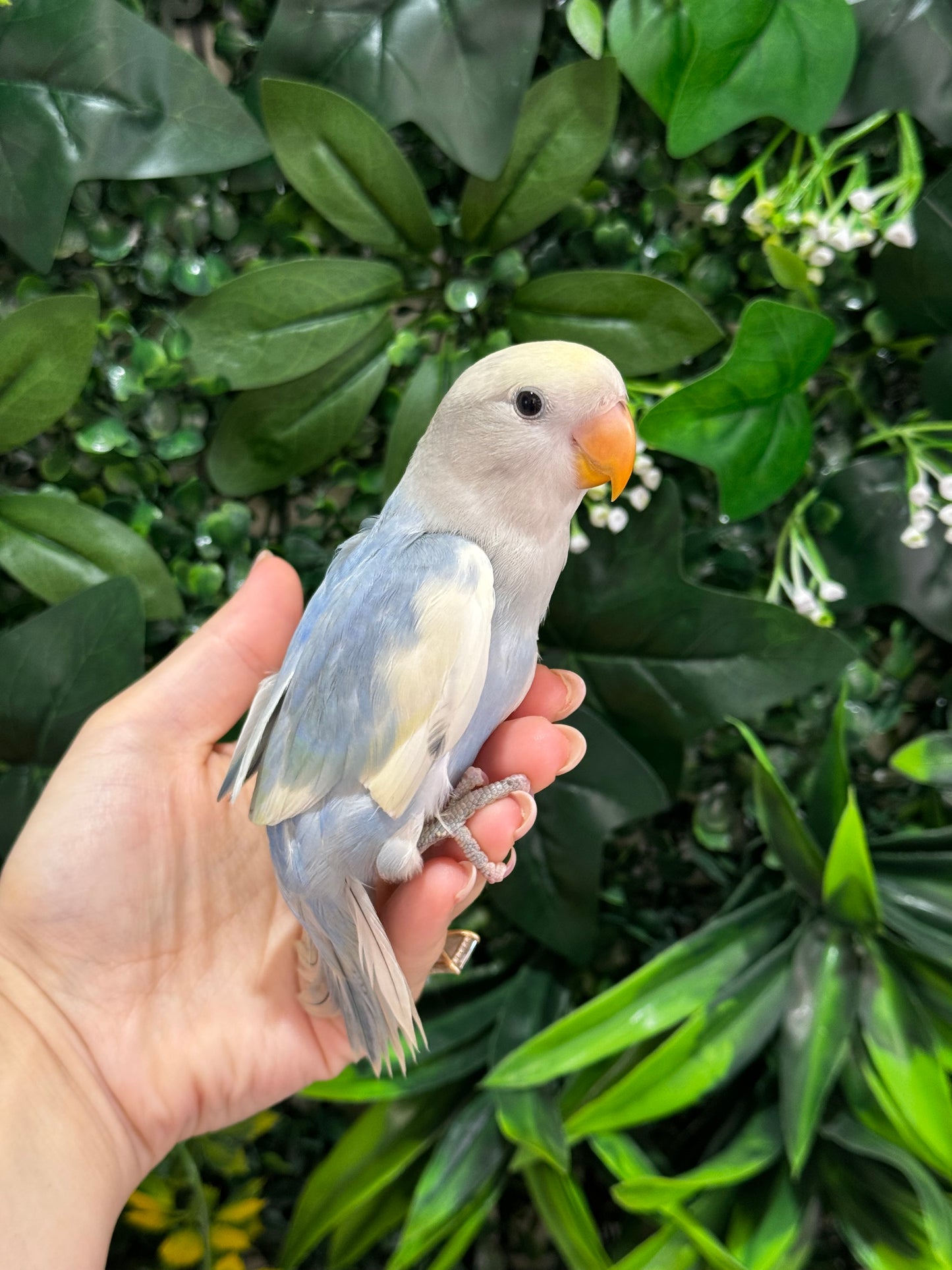 Lovebird ID: Green U1542