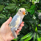 Lovebird ID: Green U1542