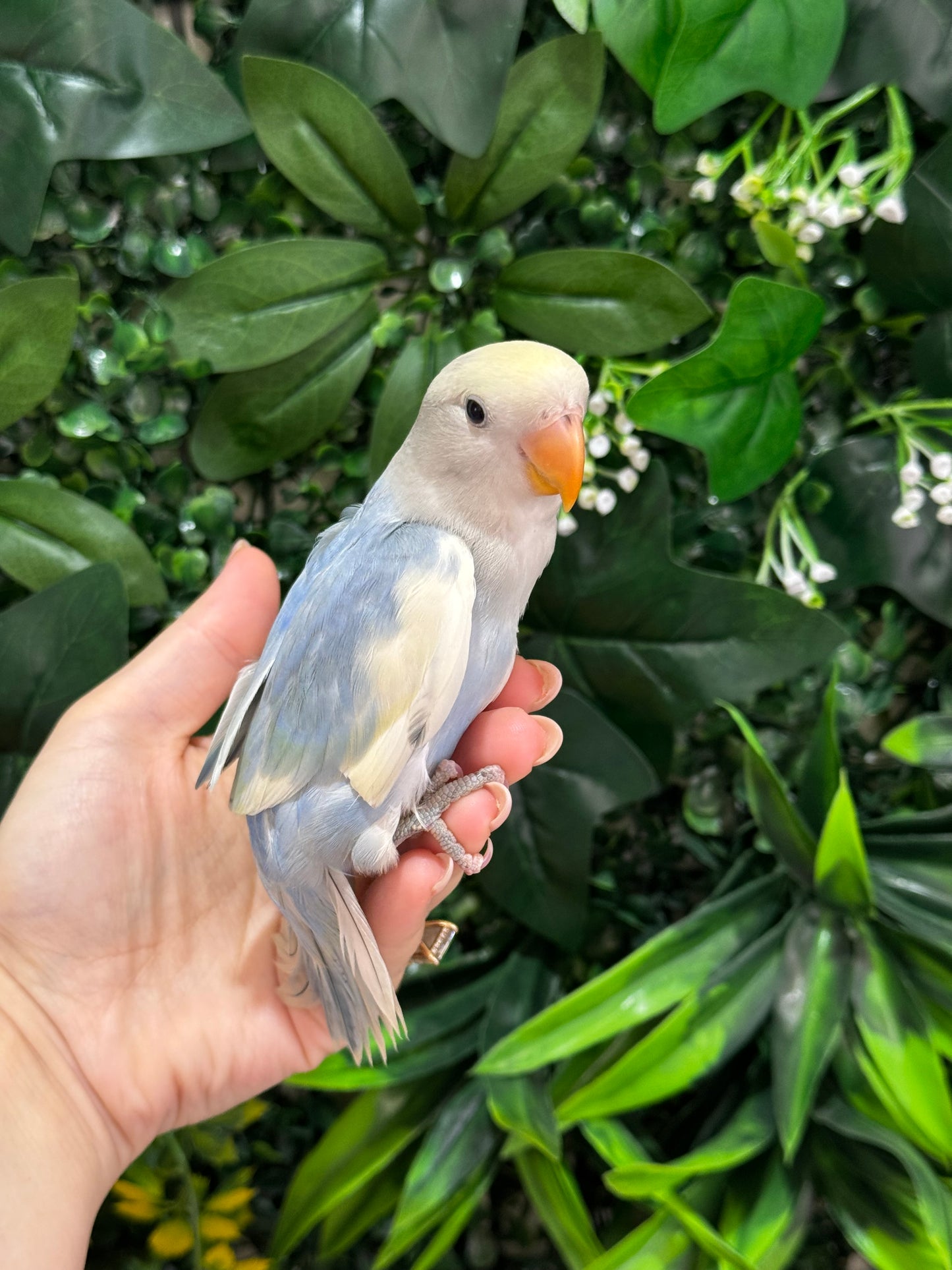 Lovebird ID: Green U1542
