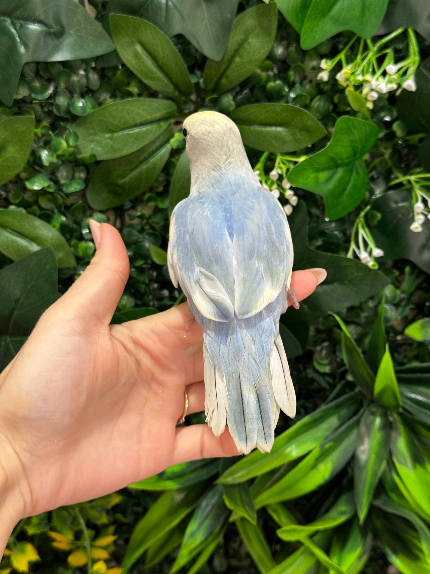Lovebird ID: Green U1542