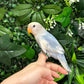 Lovebird ID: Green U1542