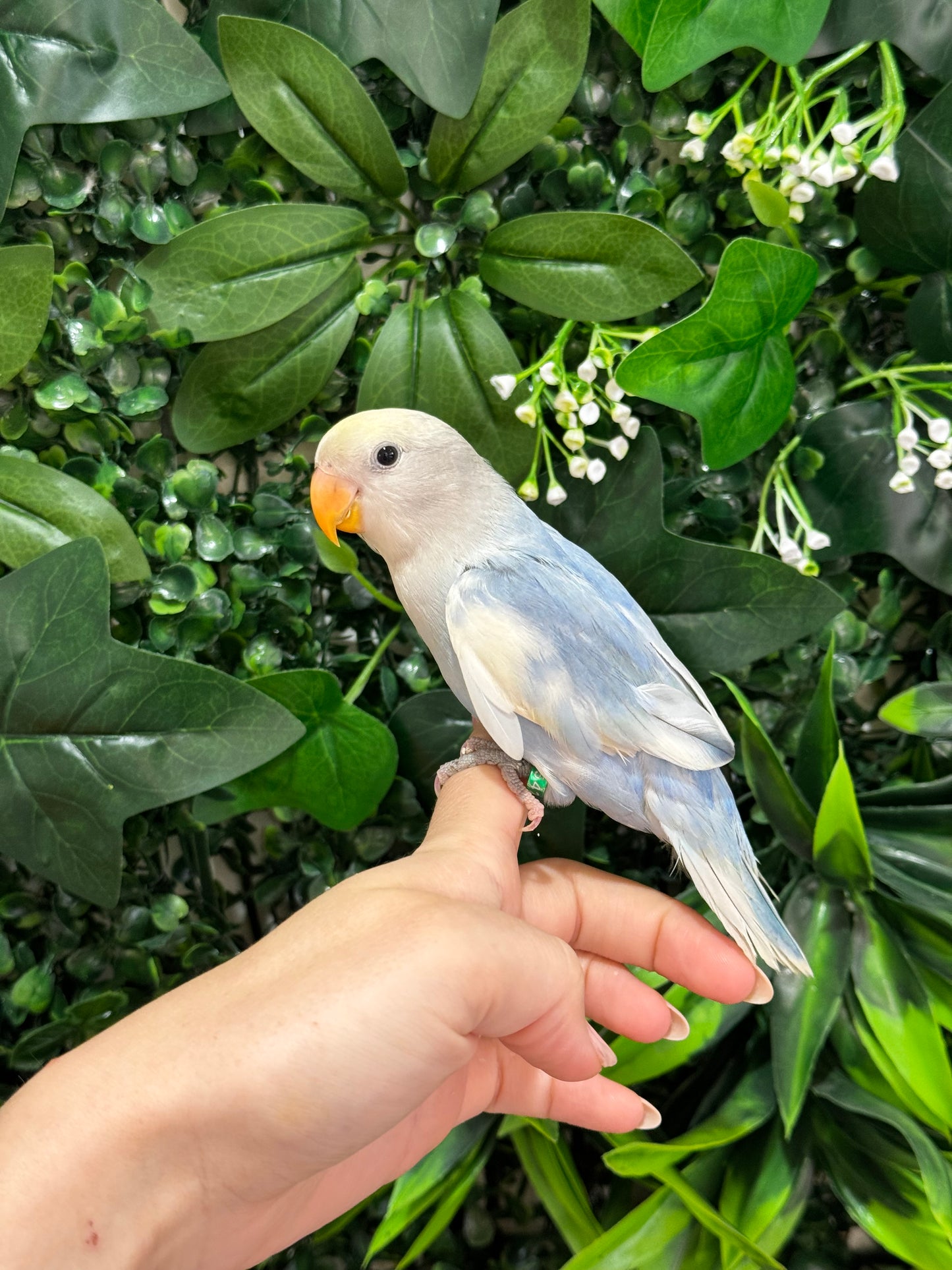 Lovebird ID: Green U1542