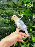 Lovebird ID: Green U1542