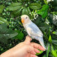 Lovebird ID: Green U1542
