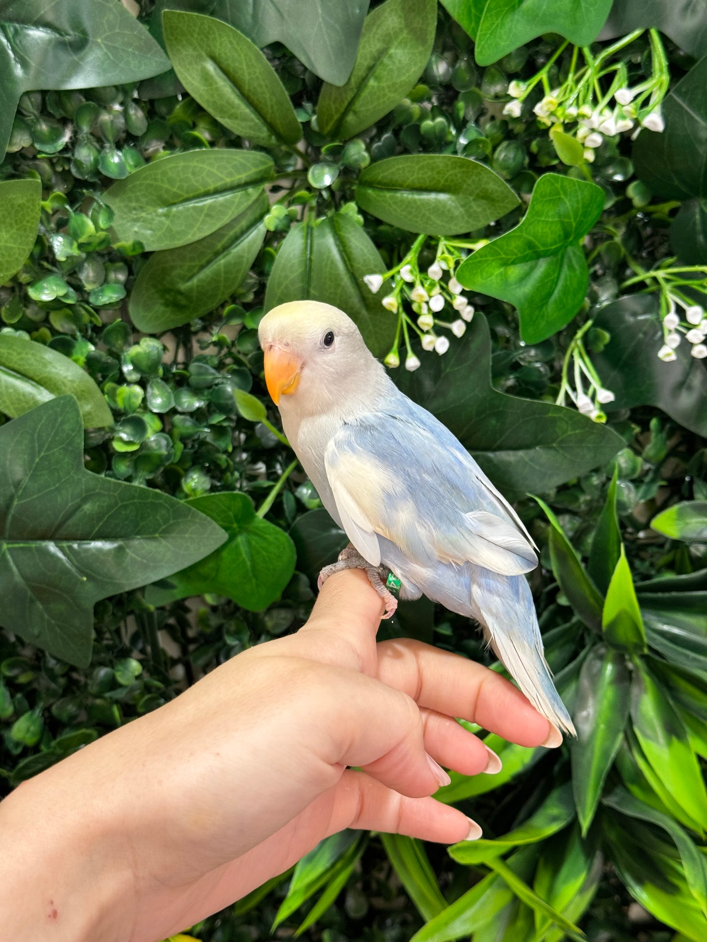 Lovebird ID: Green U1542