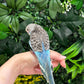 Budgie ID: Purple O9891