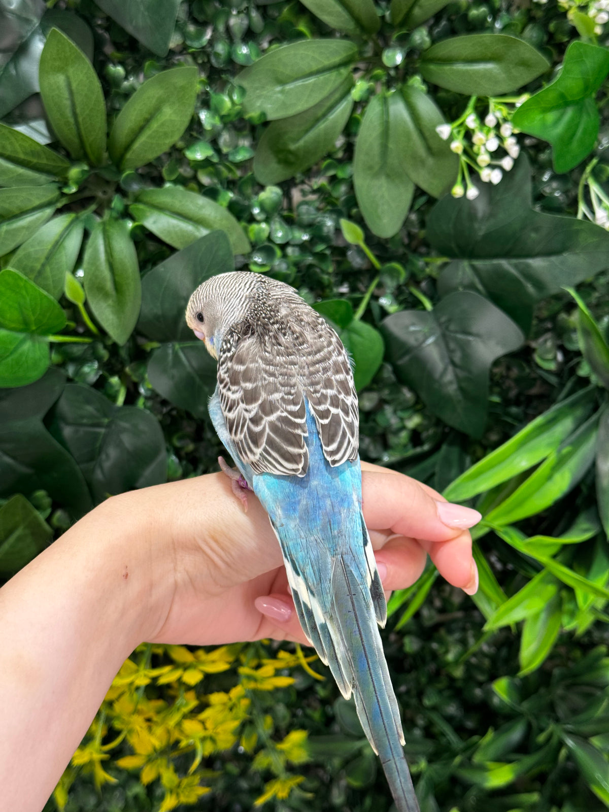 Budgie ID: Purple O9891