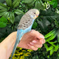 Budgie ID: Purple O9891