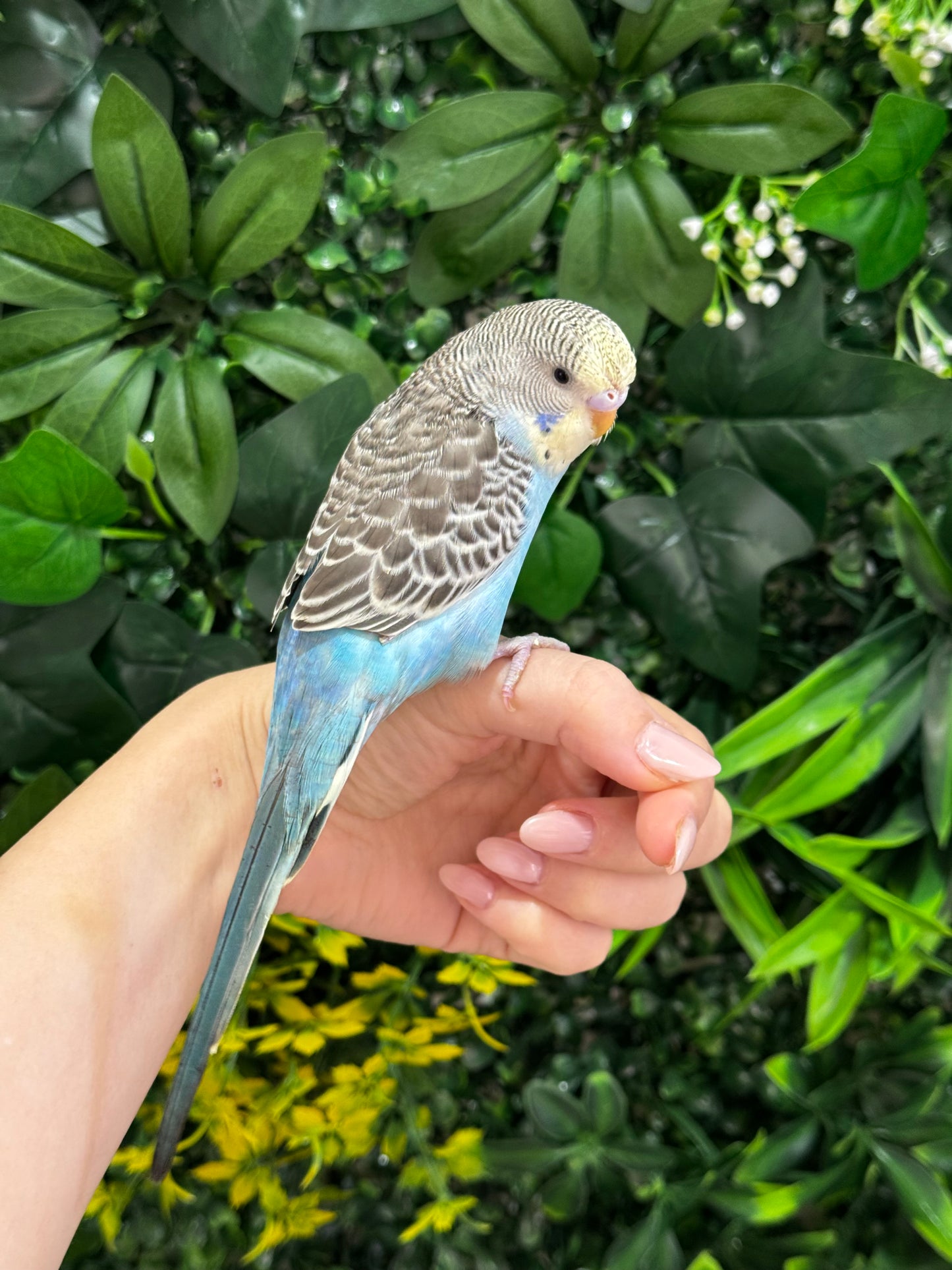Budgie ID: Purple O9891