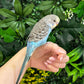 Budgie ID: Purple O9891