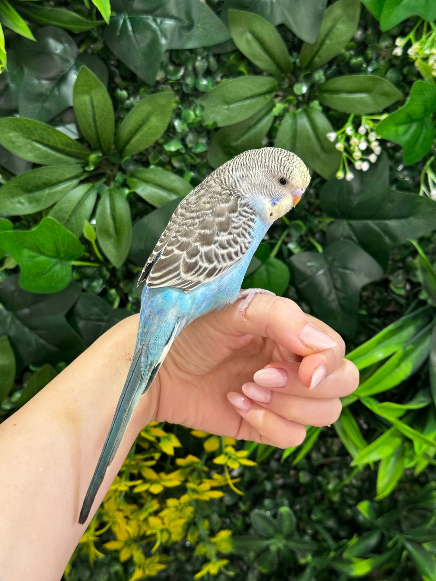 Budgie ID: Purple O9891
