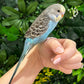 Budgie ID: Purple O9891