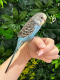 Budgie ID: Purple O9891