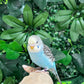 Budgie ID: Purple O9891