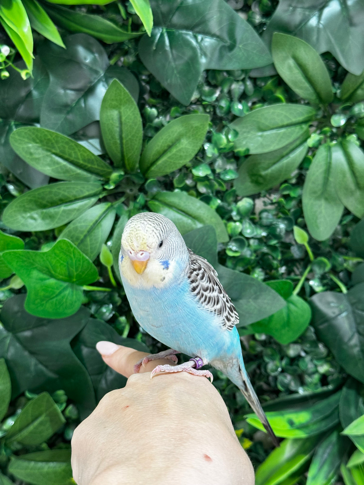 Budgie ID: Purple O9891