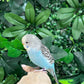 Budgie ID: Purple O9891
