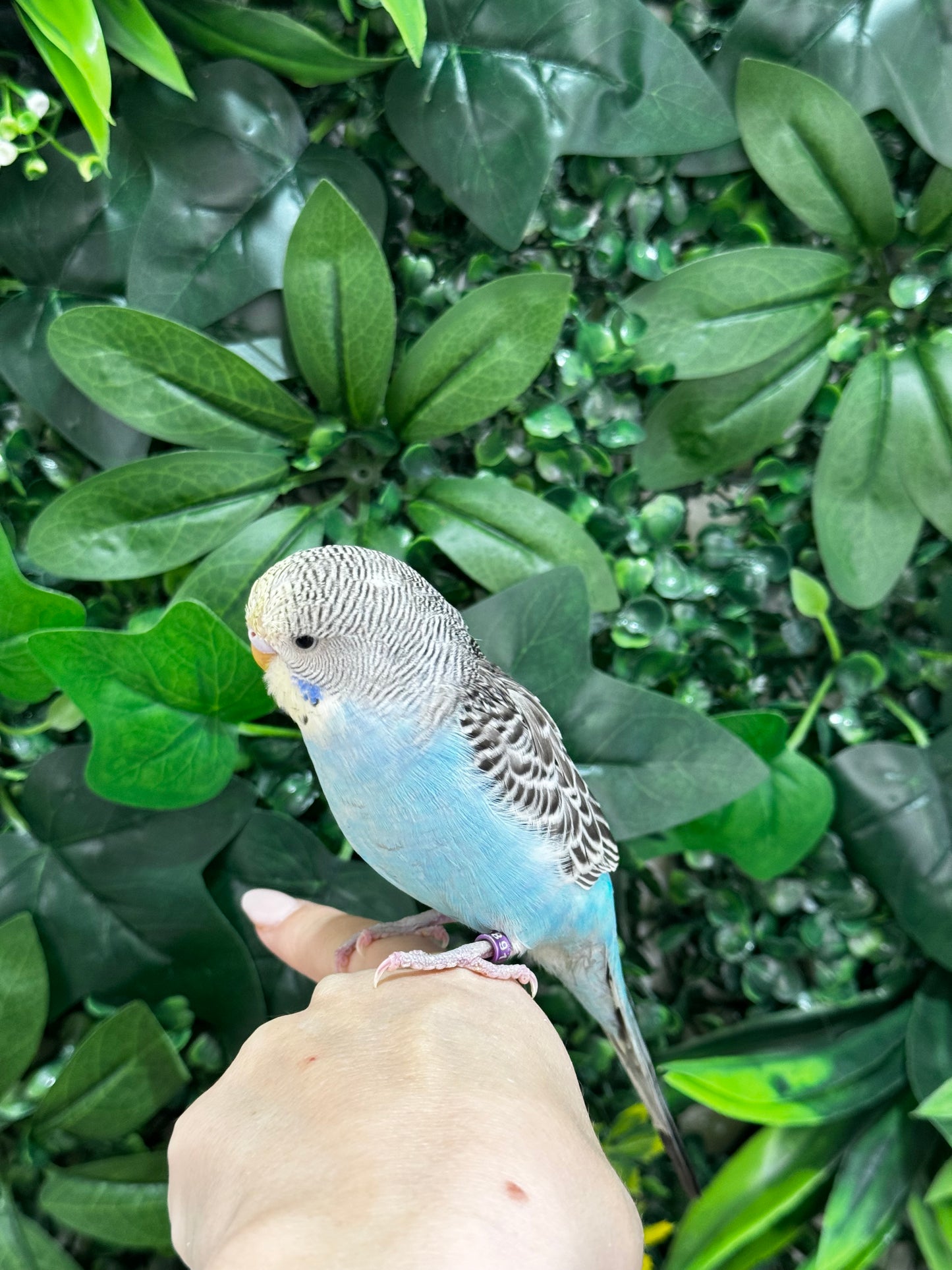 Budgie ID: Purple O9891
