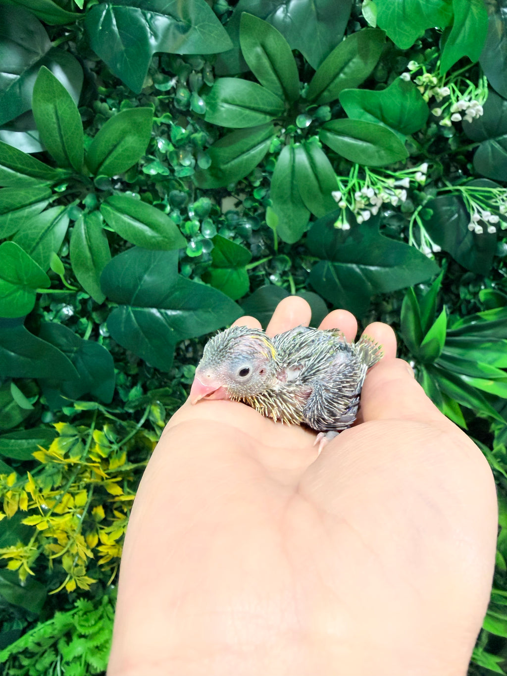 Pied Parrotlet Baby 1 | Redland Bay