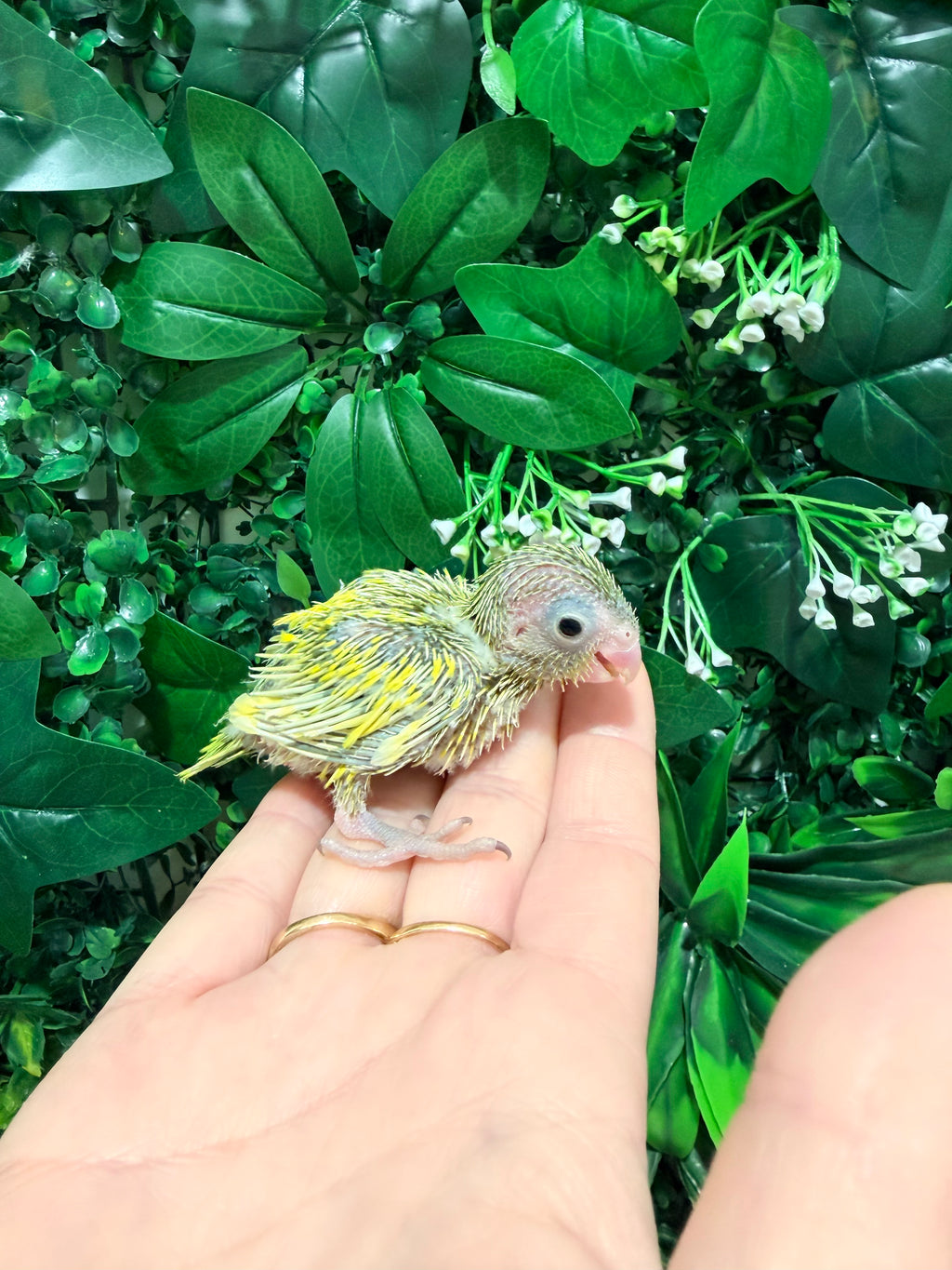 Pied Parrotlet Baby 2 | Redland Bay