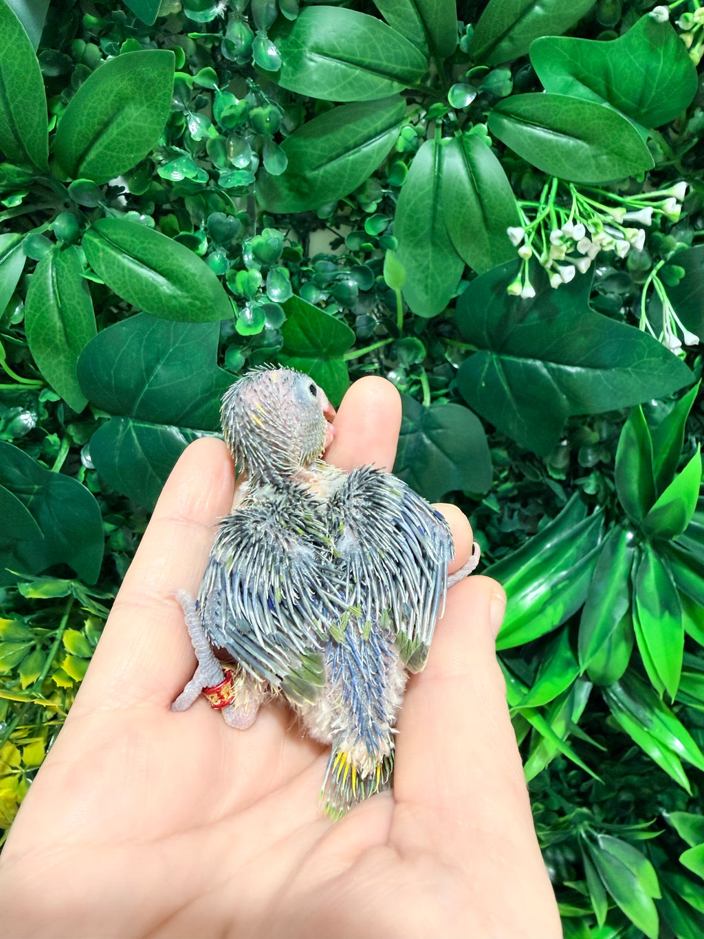 Pied Parrotlet Baby 1 | Redland Bay