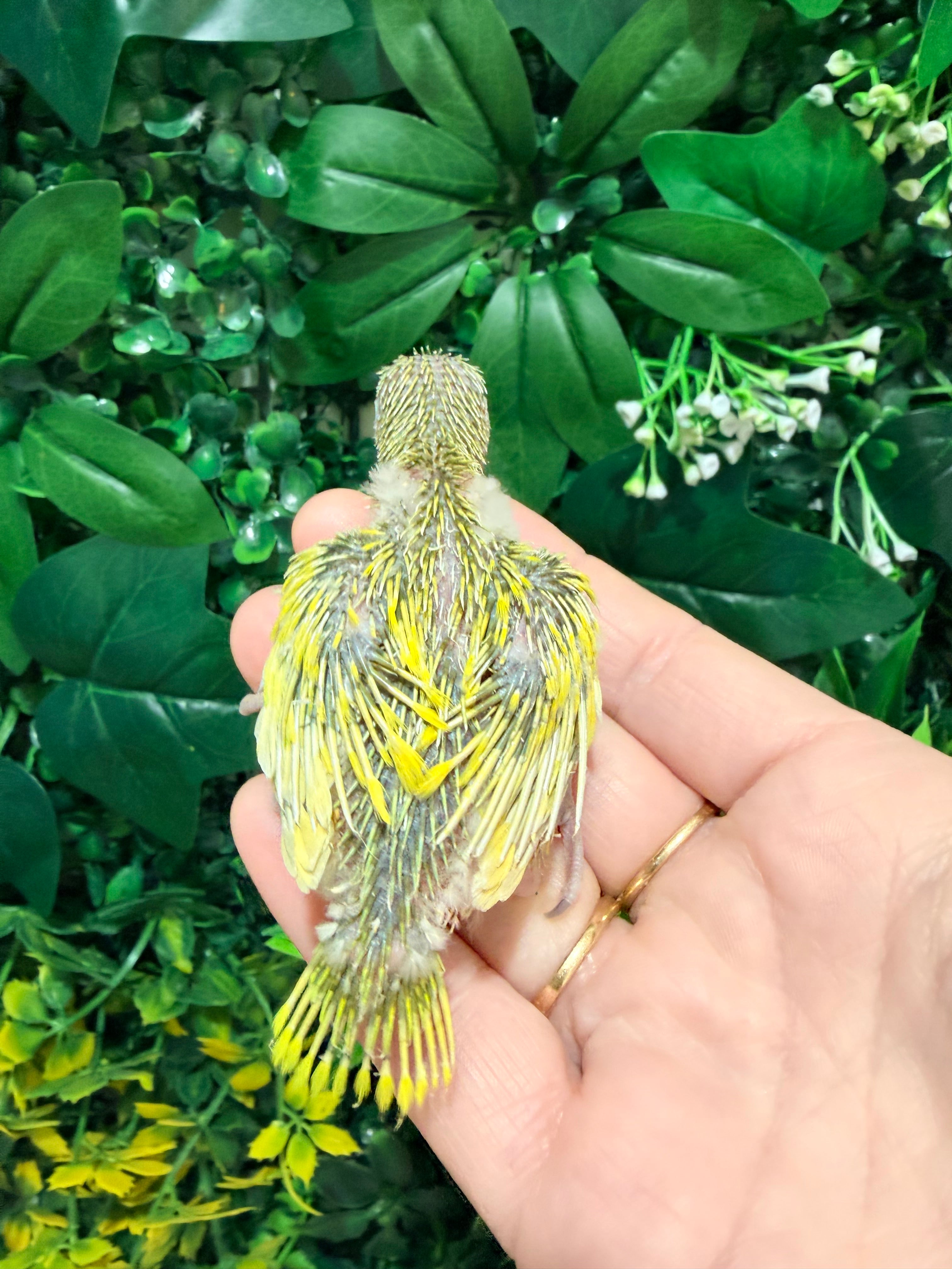 Pied Parrotlet Baby 2 | Redland Bay